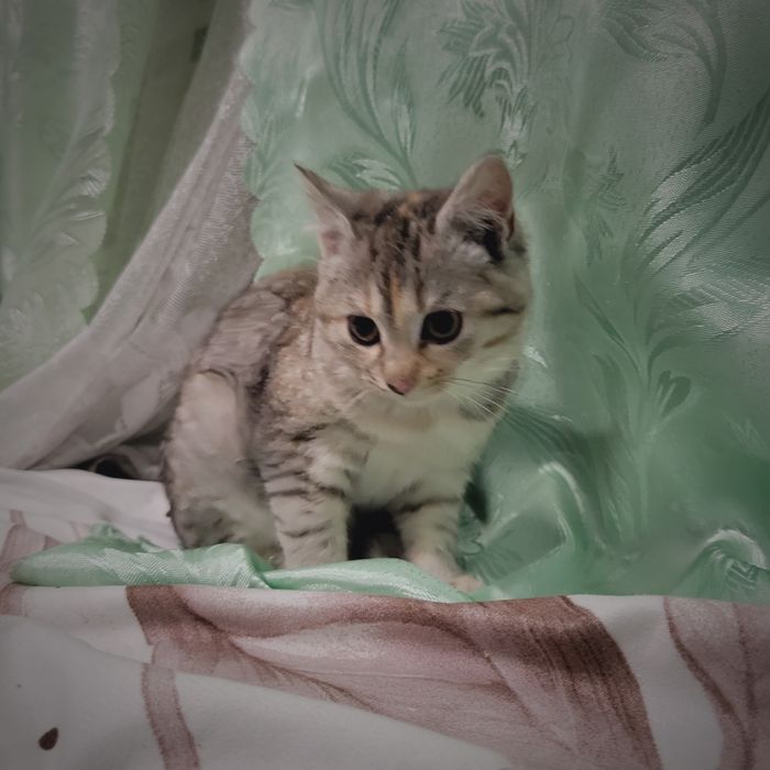 Киця безплатно віддам