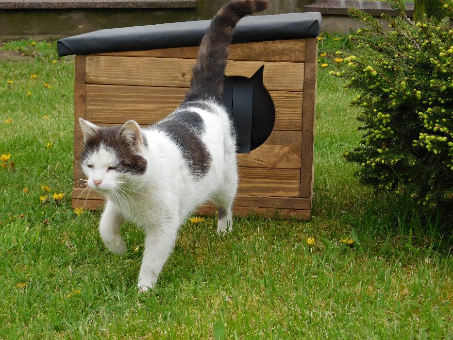 Buda Budy dla Kota Psa S2B Głowa Kota Malowana OCIEPLONA.SKRĘCONA+kota