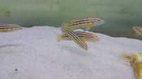 Tanganika Julidochromis regani wysylam