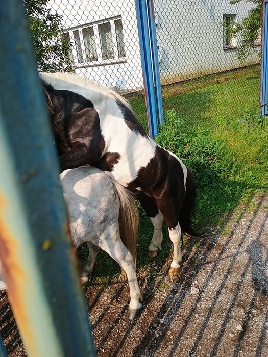 Klacz kuca szpaczka