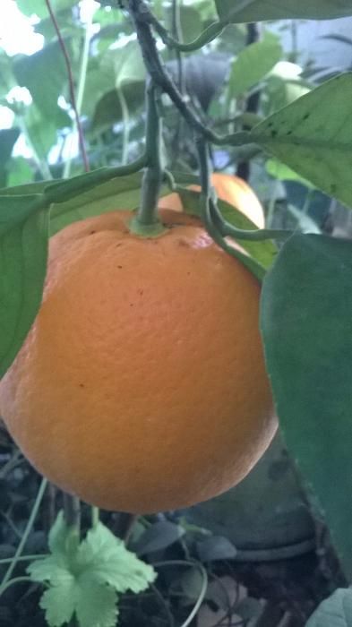 Цитрусовые растения для дома