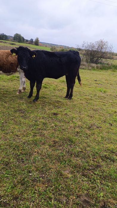 Sprzedam odsadki 16 szt