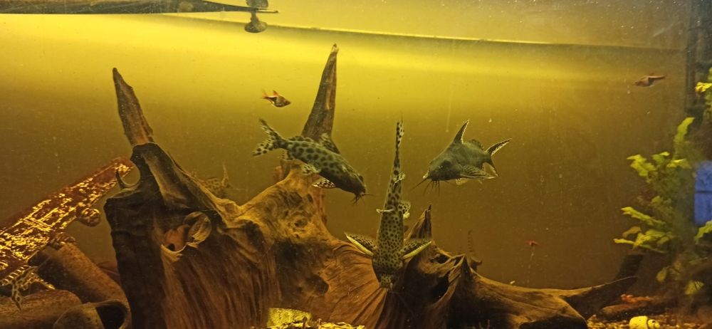 Giętkoząb opaczek rybka