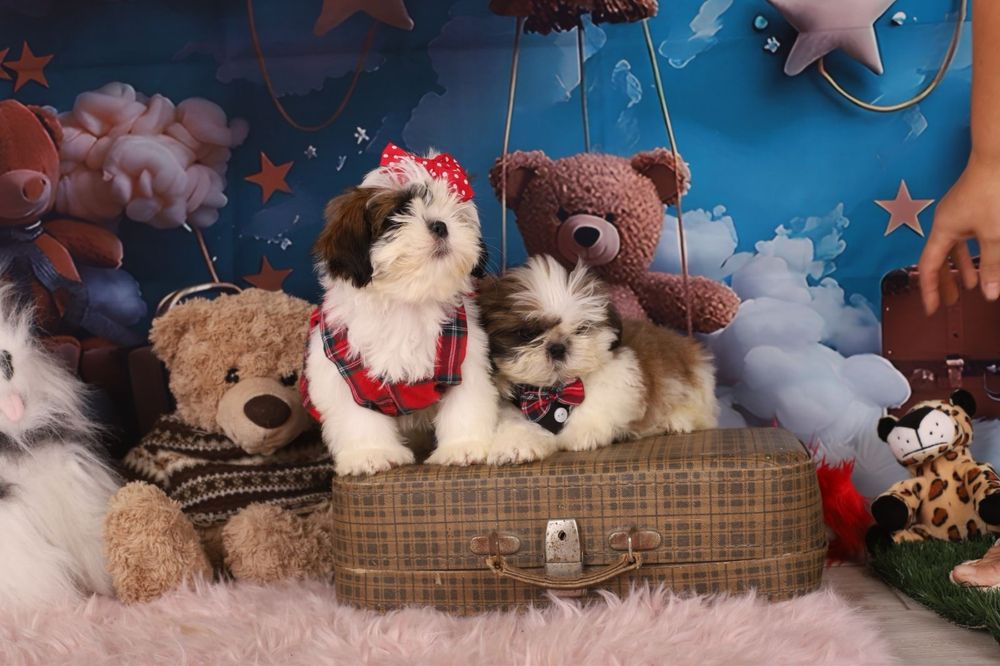 милі цуценята  ши тцу