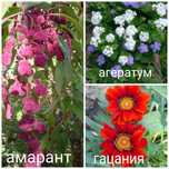 Каталог семян, растения