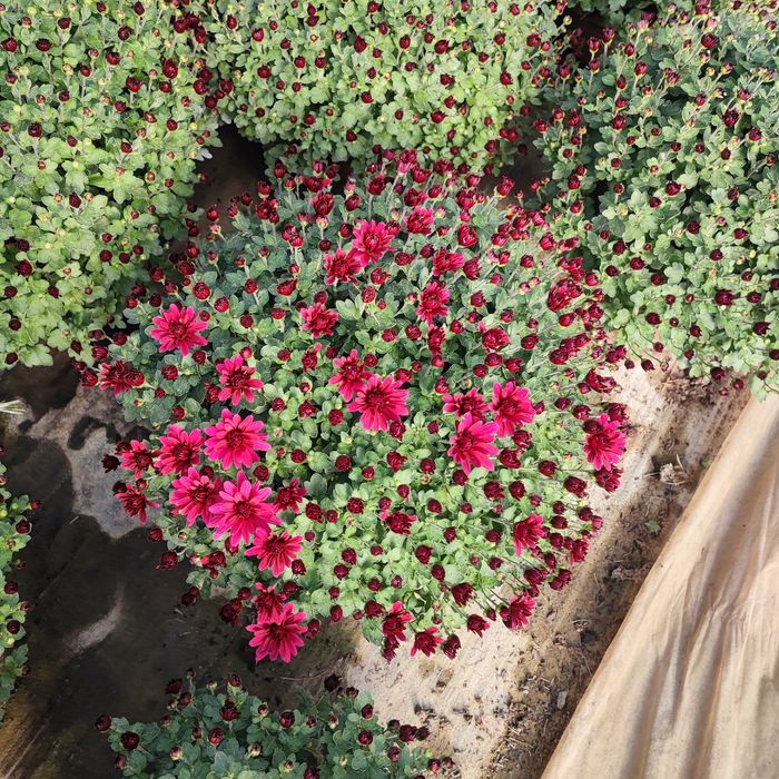 Chryzantemy sprzedam