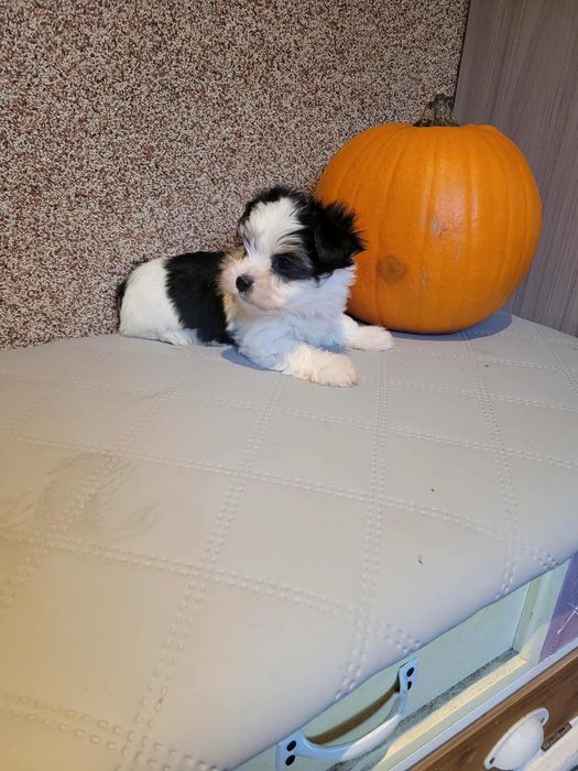 Suczka yorkshireterrier biewer