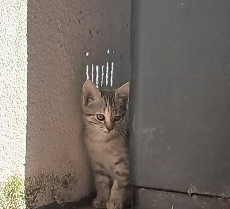 Gatinhas para doação