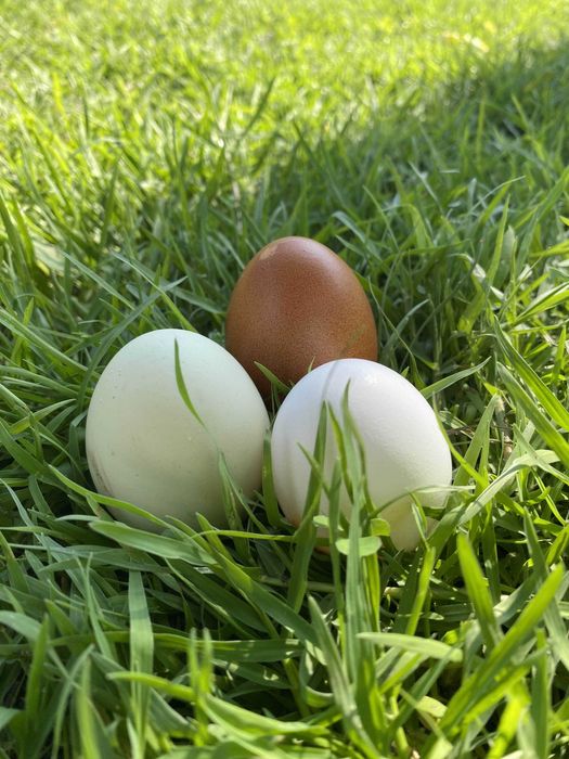 Ovos Caseiros das minhas Galinhas