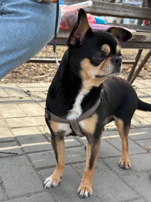 Вязка чихуахуа )