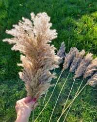 пампасна трава камиш кортадерія терміново