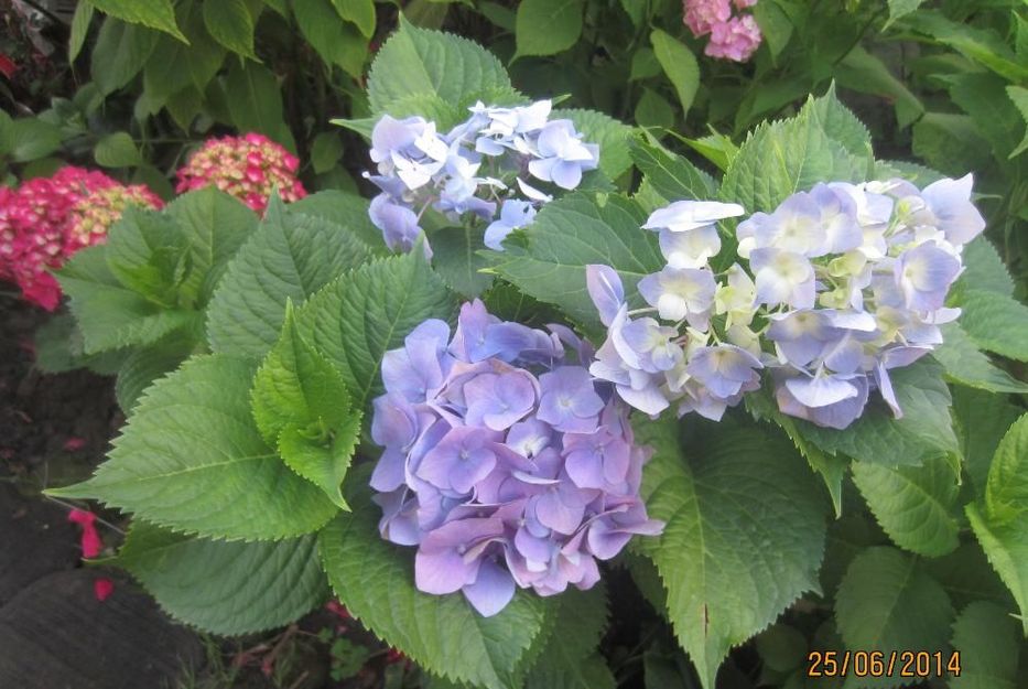 Гортензия крупноцветковая садовая