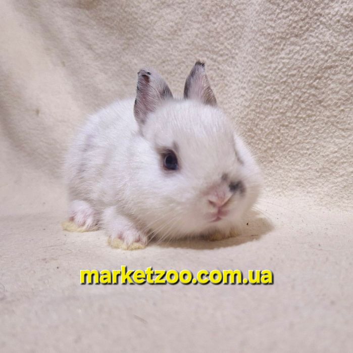 Красунчики міні оптом і вроздріб