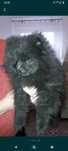 Szpic miniaturowy Pomeranian piesek