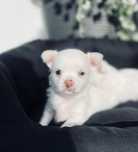 Piesek biały chihuahua