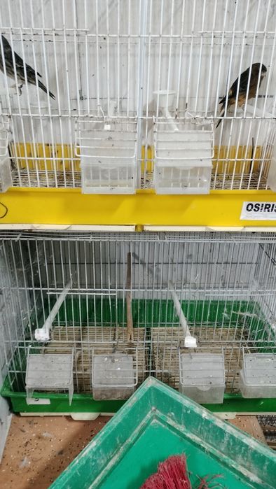 Vendo pará despachar