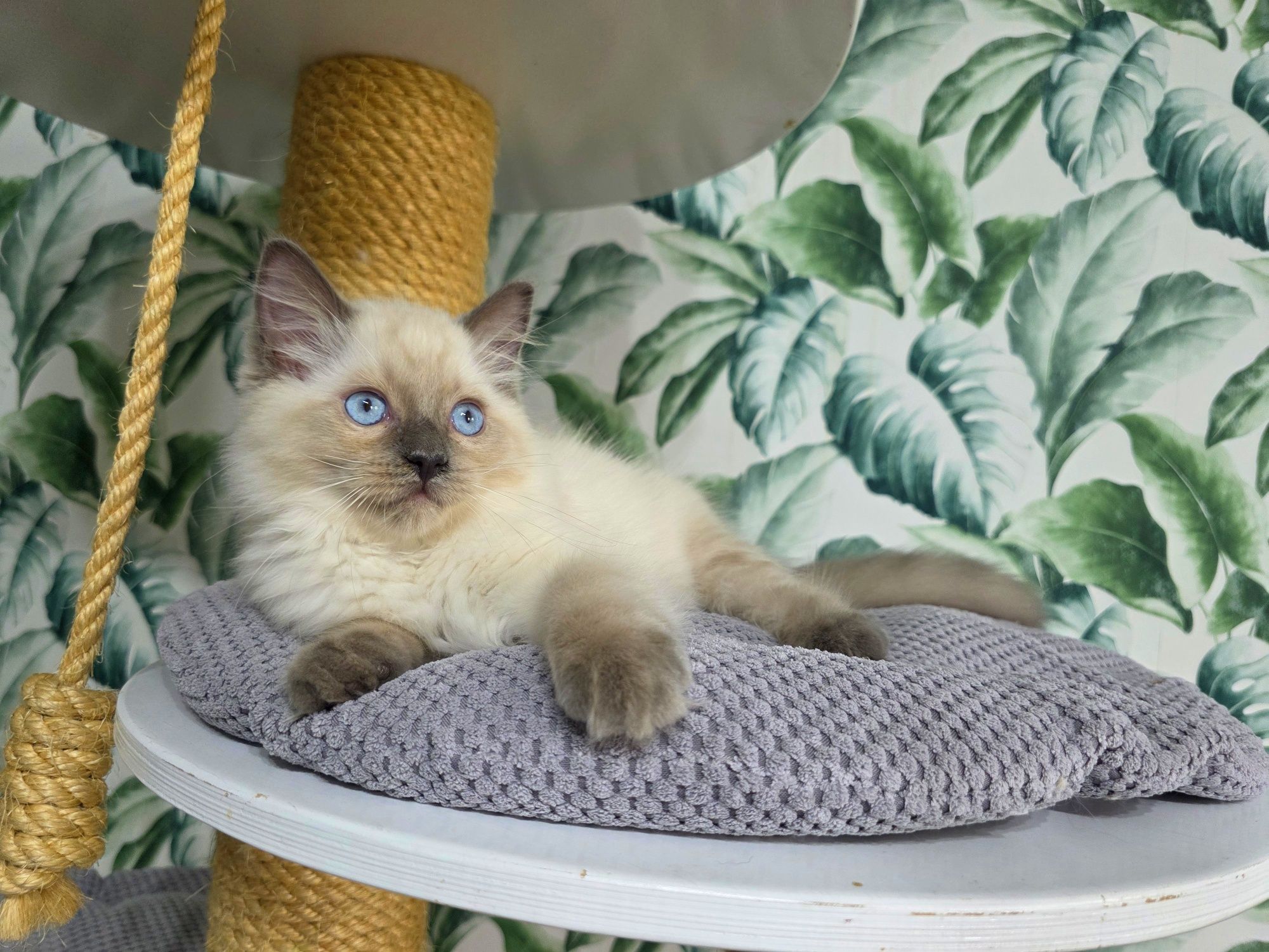 Ragdoll  rasowy z rodowodem WCF