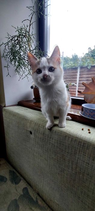 Саме муркотливе котеня