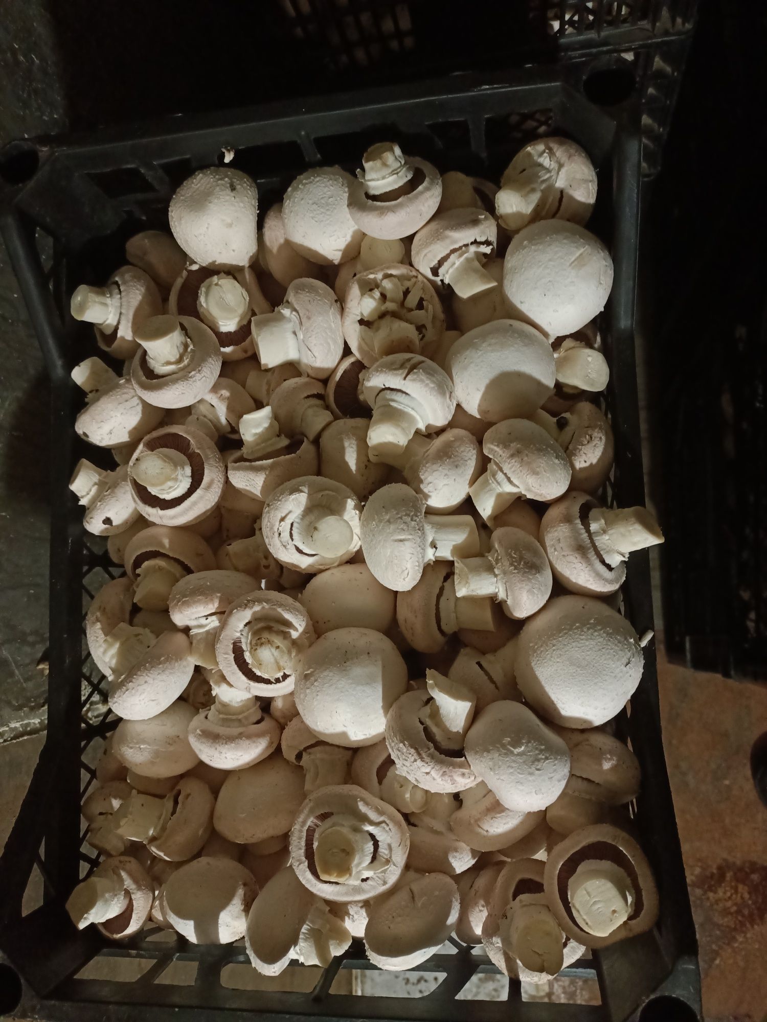 Продам грибы шампиньоны