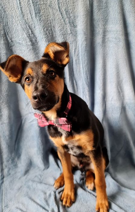 Towarzyski szczeniak do adopcji