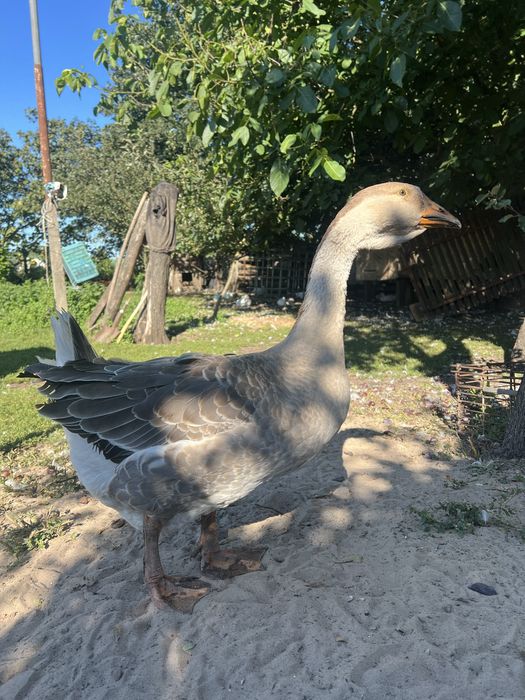 Gęsi Gąsiory ubite i żywe 2025