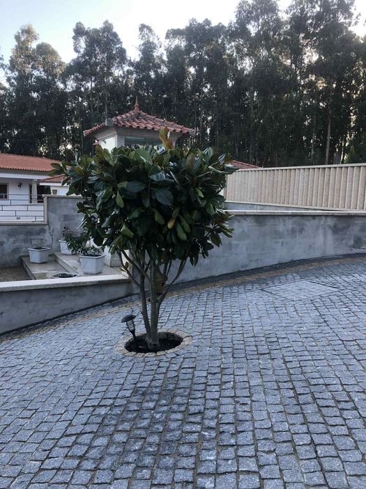 Arvore  Magnolia