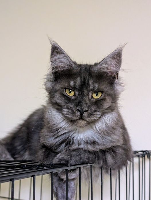 Cleo czarna dymna kotka Maine Coon. Zapraszamy