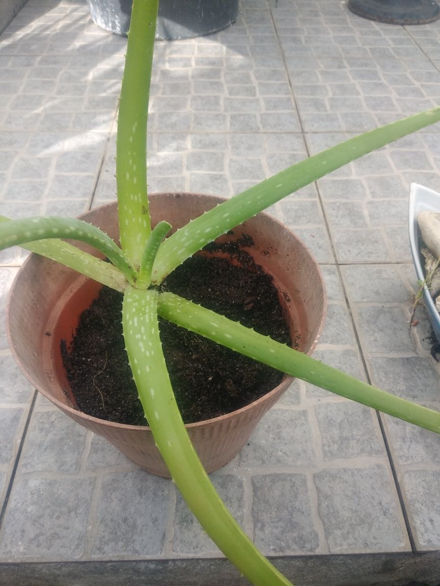 Planta de Aloe Vera