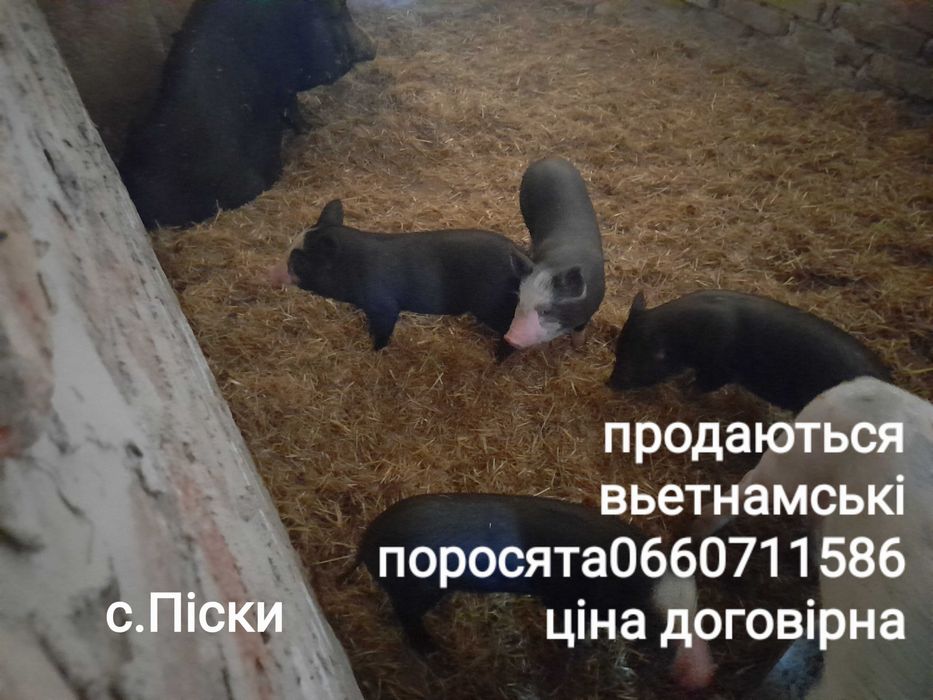 Вьетнамські поросята