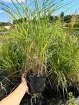Miskant chiński 'Samurai' (Miscanthus) P13
