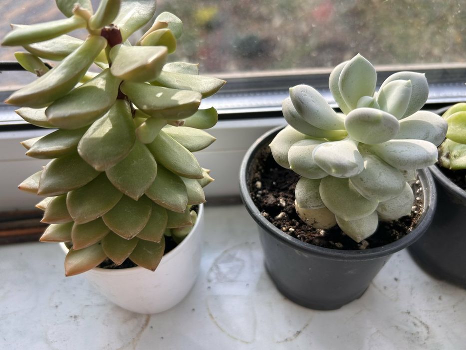 Сукуленти Ехеверія очиток седум