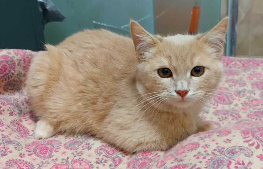 Персиковый рыжий котенок мальчик ищет дом! Котята в хорошие руки!