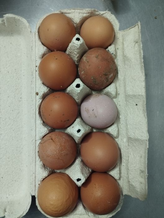 Яйца куринные домашние