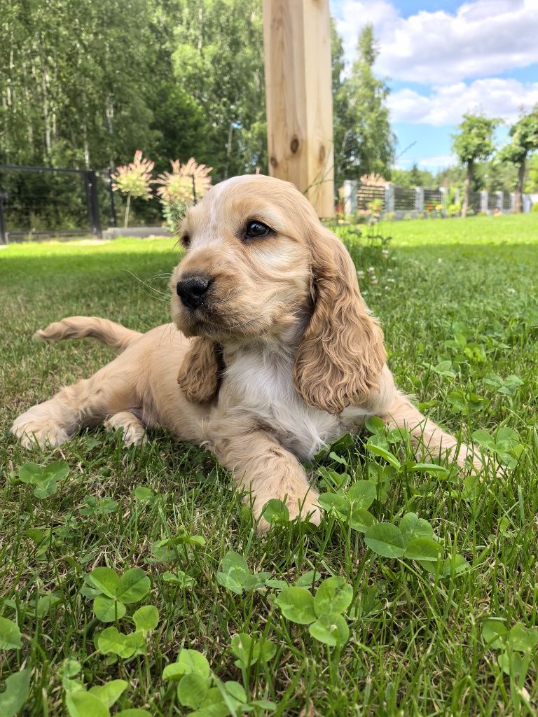 Ostatni piesek  cocker spaniel