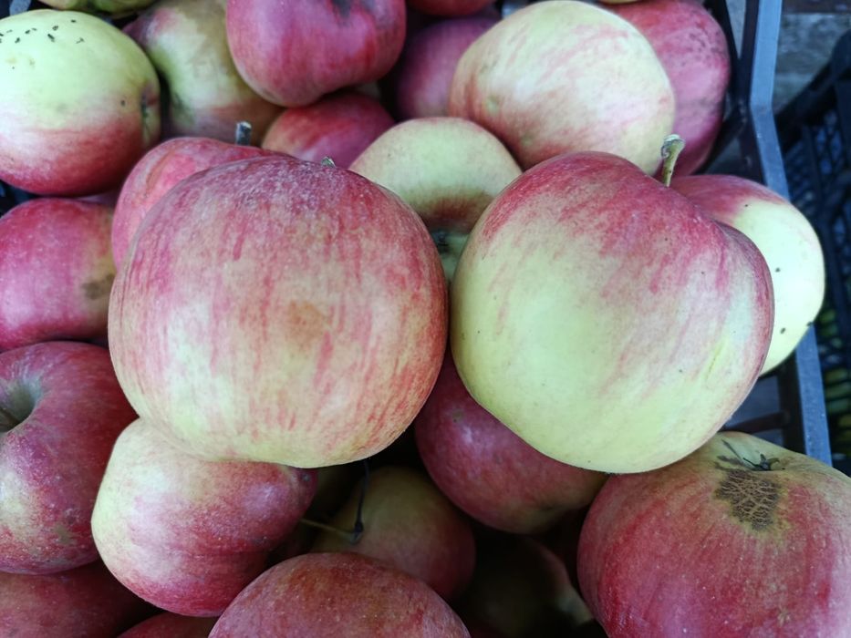 Jabłko/ jabłka, owoc/owoce prosto z sadu