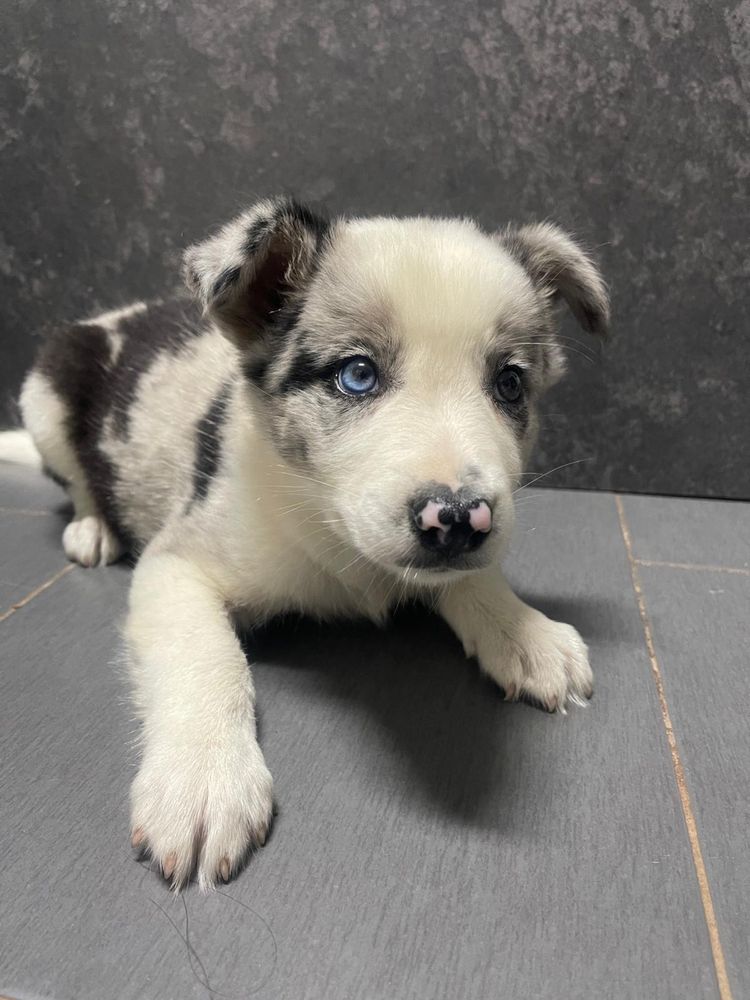 Border collie blue merle macho