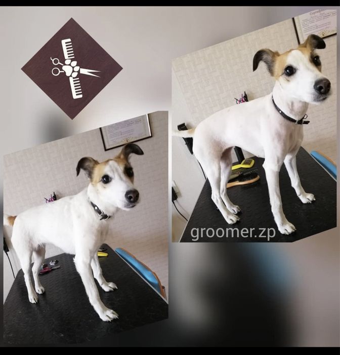 Стрижка собак Грумер Хортицкий Бабурка