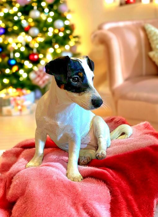 Породна дівчинка.