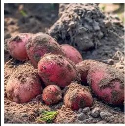 Ziemniaki jadalne Baltic Rose Soraya Red Lady Quen Anne Red Sonia