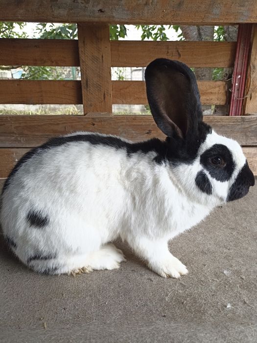 Німецький Строкатий Велетень