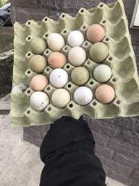 Інкубаційне яйце курей пасхальні кури цветные  яйца инкубационные