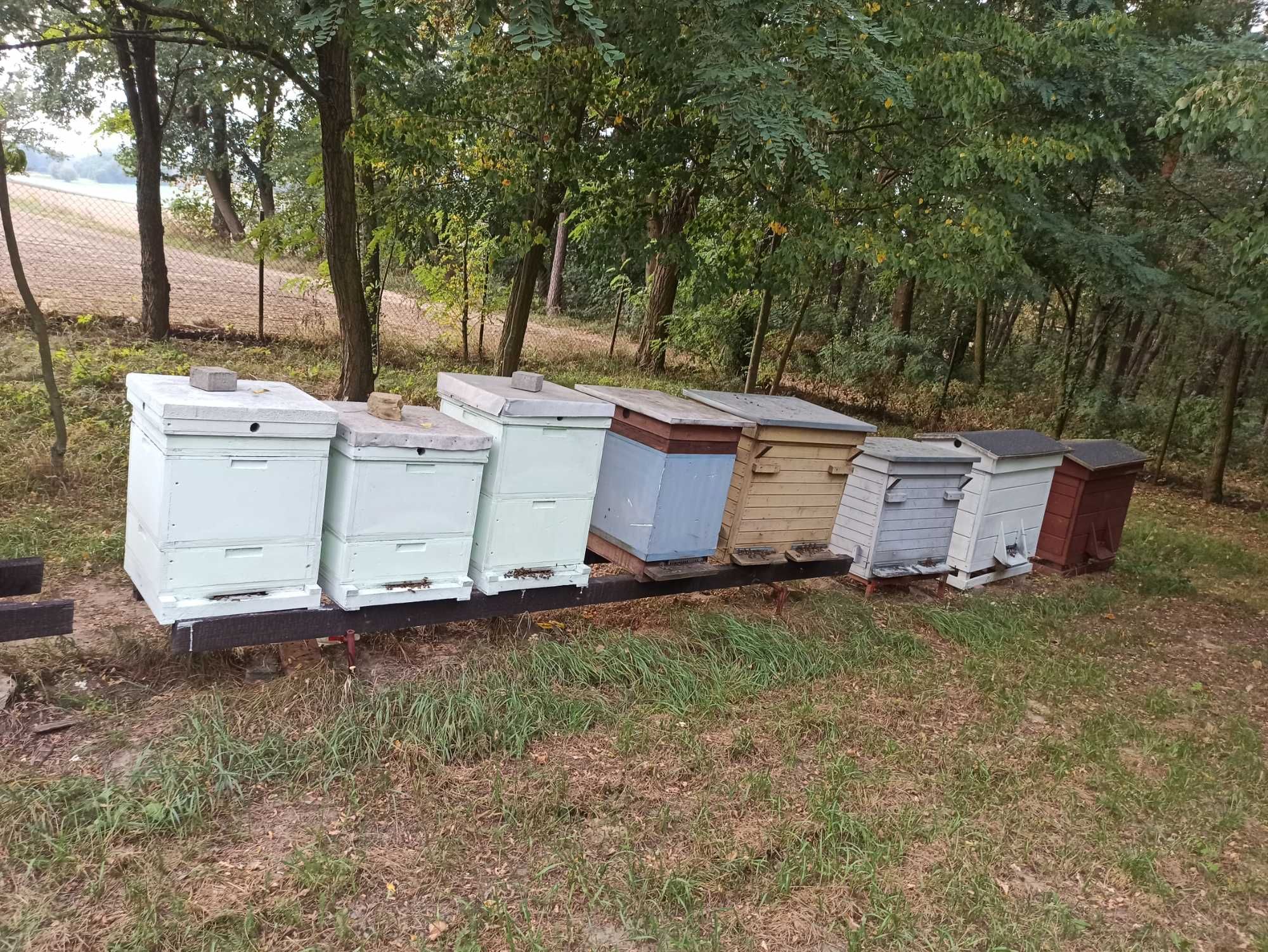 Ule z rodzinami pszczelimi, pszczoły