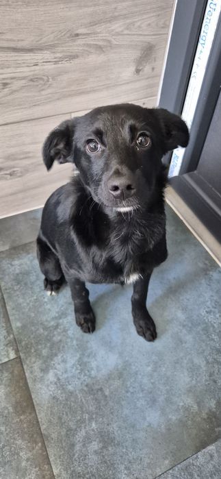 Szczeniak chłopczyk około 5 miesięcy