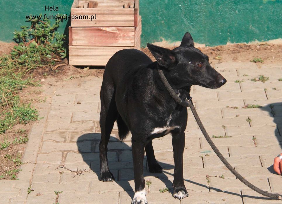 Hela- czeka na swój domek