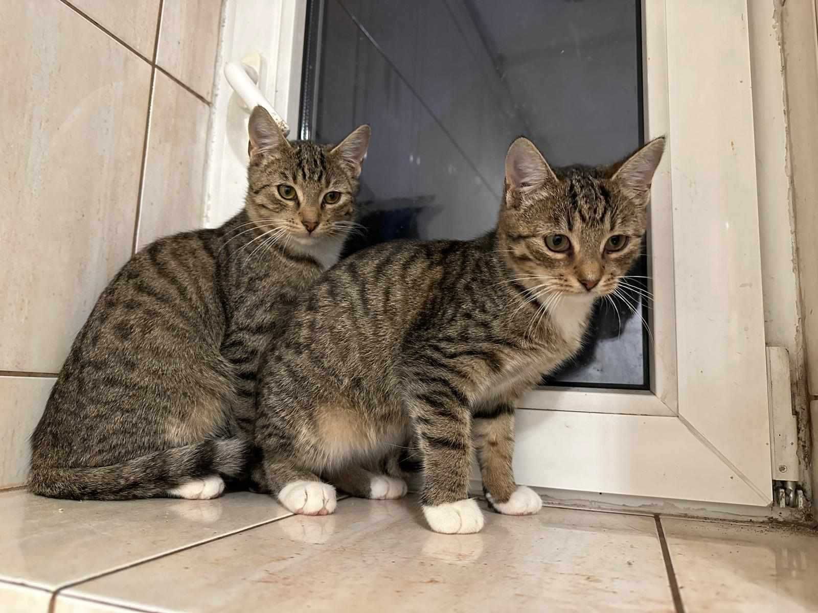 Tola kotka do adopcji