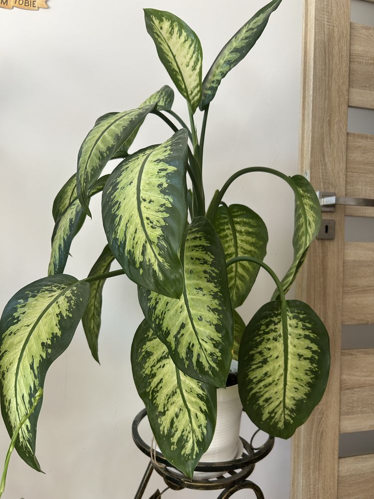 Kwiat doniczkowy Diphenbachia