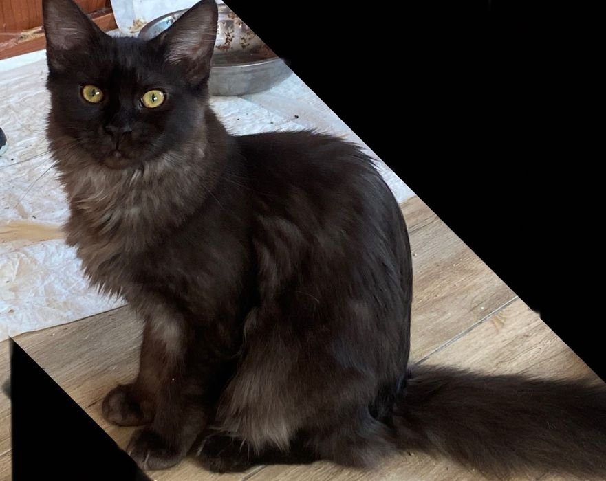 Sprzedam kotkę maine coon