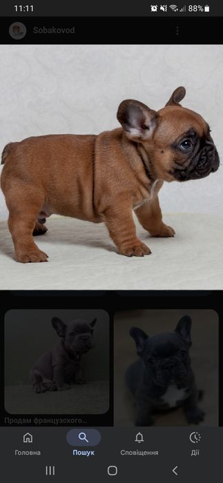 Французкий бульдог.