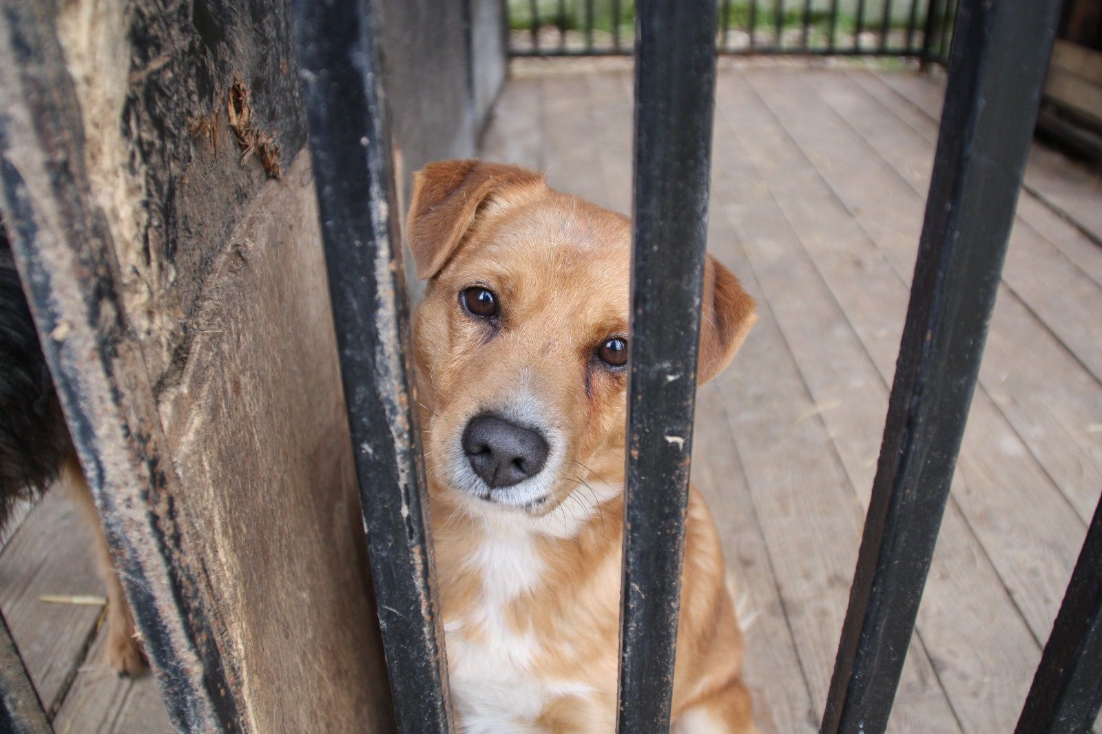 Pies do adopcji. Rudy. Oddam psa