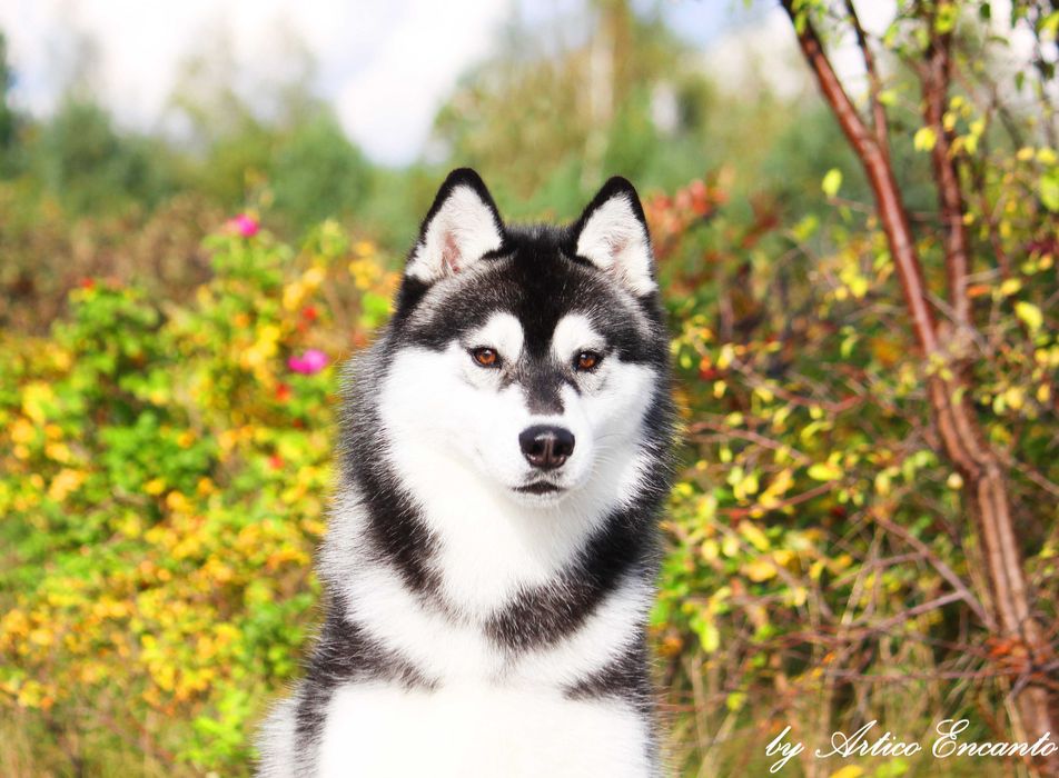 Siberian husky piesek ZKwP/FCI